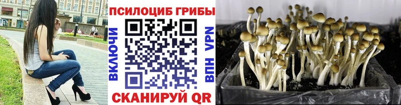 Псилоцибиновые грибы мицелий  Дагестанские Огни 